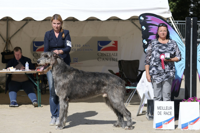 Arnac-Pompadour (France)  Sighthound Specialty  - Irish wolfhound Araberara Berlich