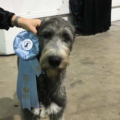 Aurora dog show Canada Castlekeep’s Steel Will  got Best puppy, best of winners and  1st Puppy Group
