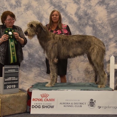 Aurora Dog Show Wire/Rough/Broken Coated Breeds Ltd Show Three Little Birds' Grooving ToThe Music Wins the Puppy Group