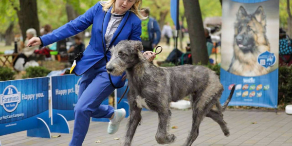 Autumn Colors Dog Show Dnipro Ukraine 🇺🇦
