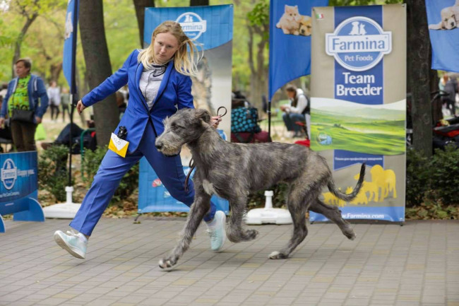 Autumn Colors Dog Show Dnipro Ukraine 🇺🇦