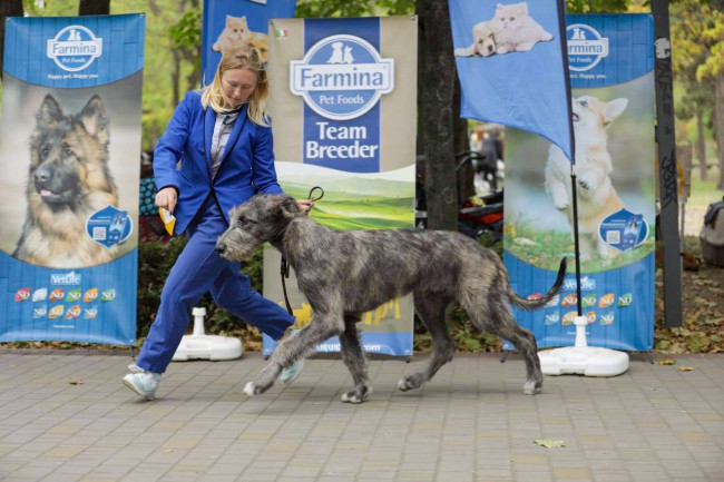 Autumn Colors Dog Show Dnipro Ukraine 🇺🇦