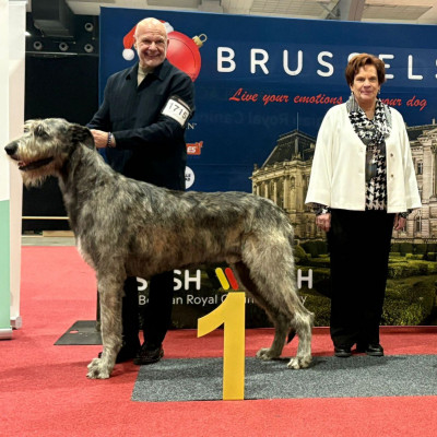 Brussels Dog Show  Belgio 🇧🇪
