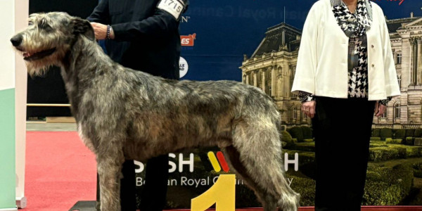 Brussels Dog Show  Belgio 🇧🇪