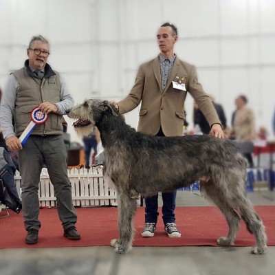 CAC ZAGREB SPECIALTY FOR SIGHTHOUNDS Tommy dei Mangialupi CAC BOB Will Scarlet dei Mangialupi CAC