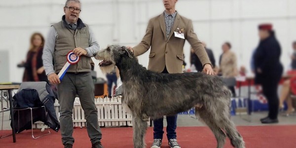 CAC ZAGREB SPECIALTY FOR SIGHTHOUNDS Tommy dei Mangialupi CAC BOB Will Scarlet dei Mangialupi CAC