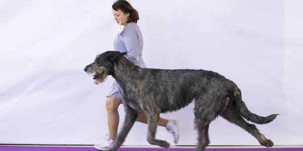 CACIB-show in Moscow (Russia) Dwarfs'Valley Perkons new Russia Champion