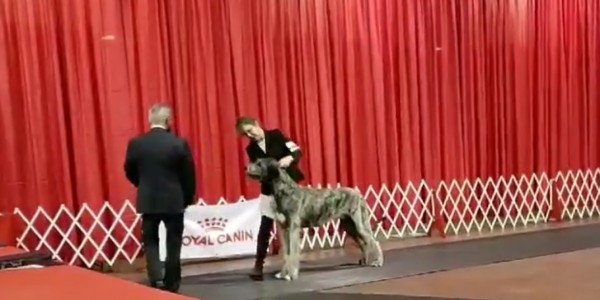 Caledon Dog Show Canada Castlekeep Steel Will  Best of Winner Best puppy