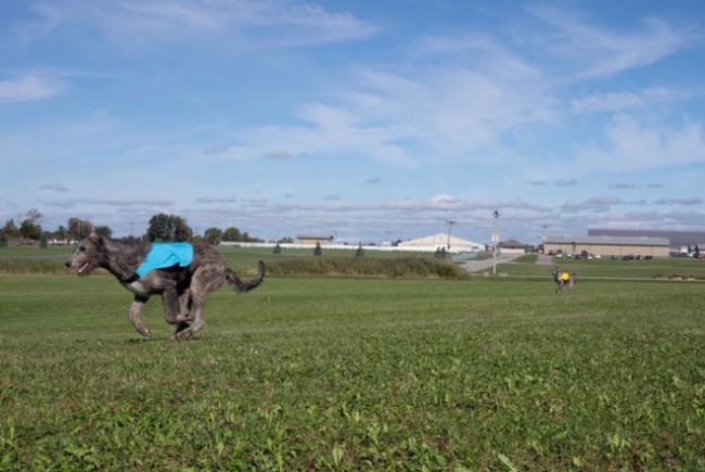 Castlekeep's  results at  IWCC national lure coursing Canada