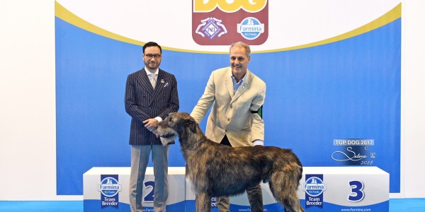 Charles dei Mangialupi got "JUNIOR TOP DOG 2017 ALL BREEDS" title