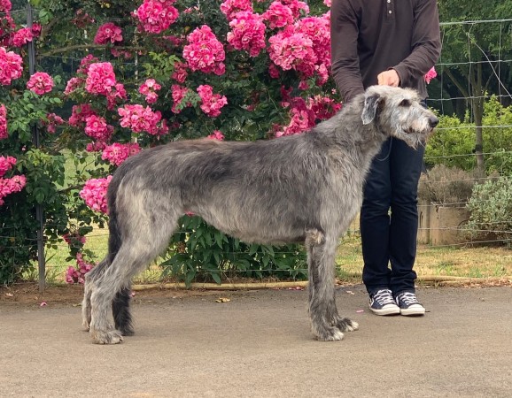 CHATEAUBRIANT NATIONAL DOG SHOW June, 30 2019  Des Coeurs de Lune results