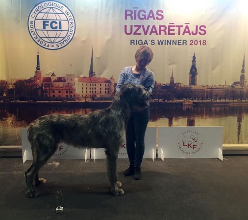 Club Specialty Show Riga Latvia Dwarfs'Valley Pascal won 1 excellent in junior class and BOO