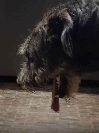 What to do if your Irish Wolfhound has pneumonia? Advice from the breeder.