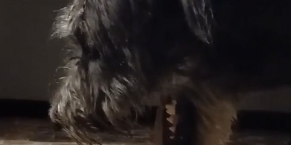 What to do if your Irish Wolfhound has pneumonia? Advice from the breeder.