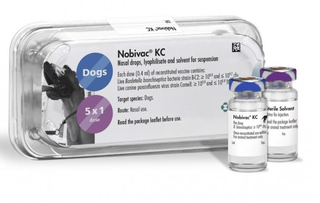 What to do if your Irish Wolfhound has pneumonia? Advice from the breeder.