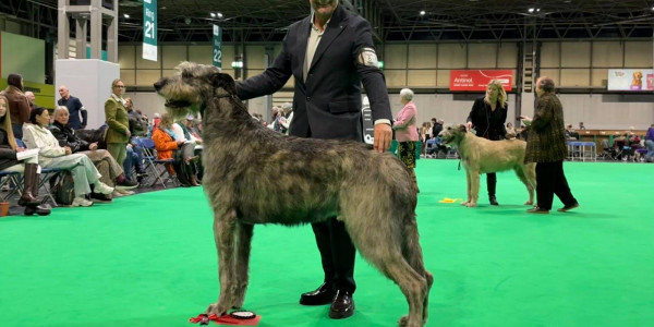 CRUFTS 2026 - Birmingham UK 🇬🇧