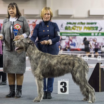 Dog Show “VALMIERA`S WINNER 2019” CAC  - Dwarfs'Valley Polly won JCAC, BOB, BIG-5