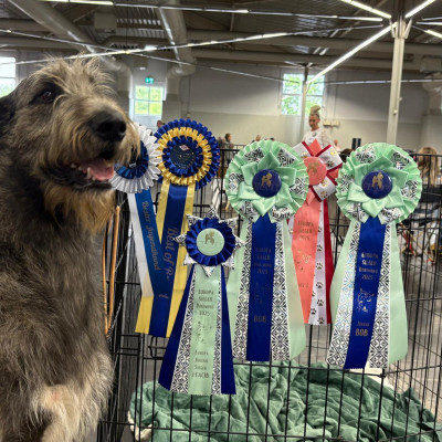 Dortmund - Europasieger 2025 + Crufts Q Germany 🇩🇪