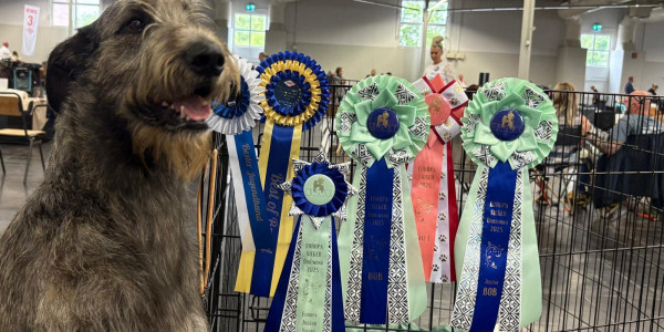 Dortmund - Europasieger 2025 + Crufts Q Germany 🇩🇪