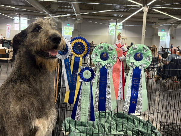 Dortmund - Europasieger 2025 + Crufts Q Germany 🇩🇪
