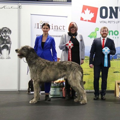 Dwarfs' Valley  Pascal  BEST IN SHOW at the Latvian Sighthound Specialty