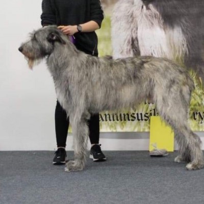 Dwarfs'Valley Philip (17 months old) during a dog show organisized by finnish irishwolfhound org got 3rd exc