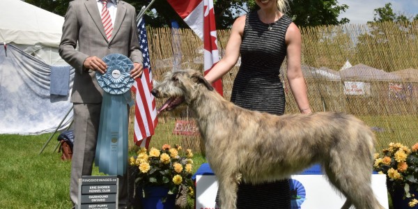 Erie Shores DOG SHOW  Canada  Laislinn's Lucrezia  wins Best Puppy In Breed and goes on to win BEST PUPPY IN SPECIALTY