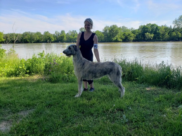 Erie Shores DOG SHOW  Canada  Laislinn's Lucrezia  wins Best Puppy In Breed and goes on to win BEST PUPPY IN SPECIALTY