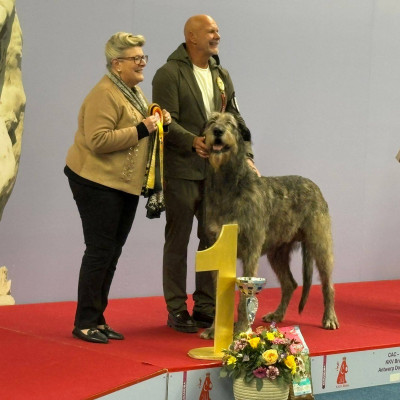 International Dog Show Brabo in Antwerp 🇧🇪