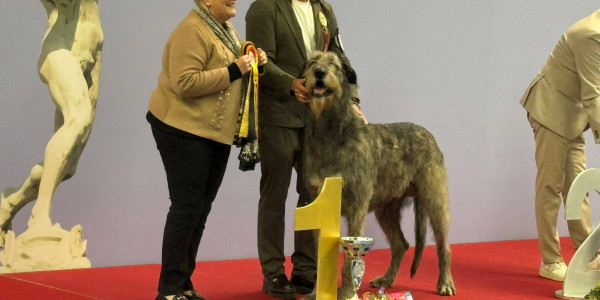 International Dog Show Brabo in Antwerp 🇧🇪