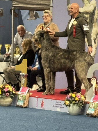International Dog Show Brabo in Antwerp 🇧🇪