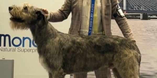 International Cacib Dog Show Liège / Luik  Belgio 🇧🇪