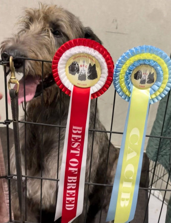 International Cacib Dog Show Liège / Luik  Belgio 🇧🇪