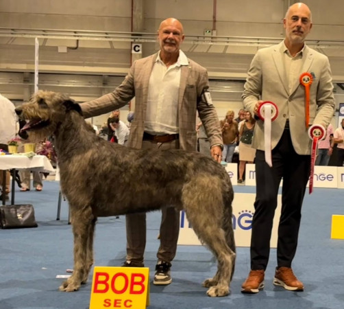 International Cacib Dog Show Liège / Luik  Belgio 🇧🇪