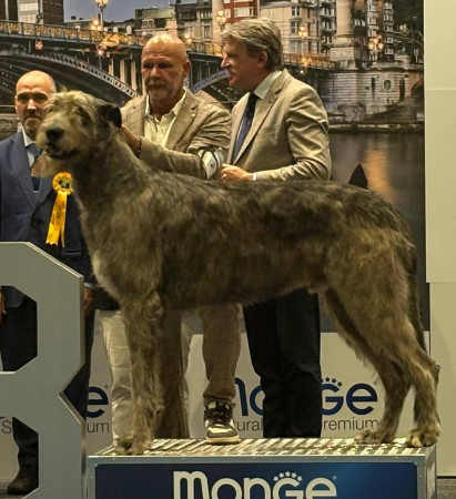 International Cacib Dog Show Liège / Luik  Belgio 🇧🇪