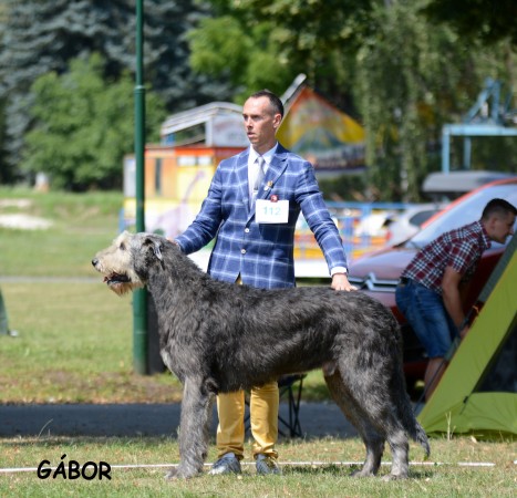 F.C.I. Euro Sighthound 2017 in Czech Republic  - Will Scarlet & Tommy dei Mangialupi