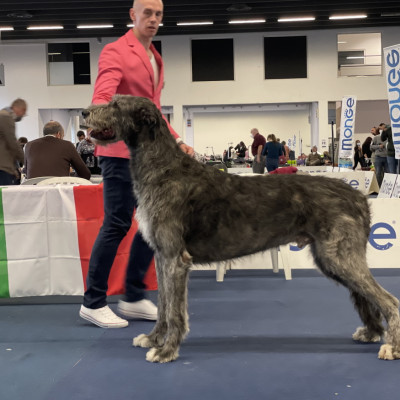 First experience in the ring for our Evil and Elvira at International Dog Show Ferrara