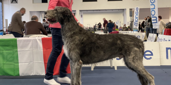 First experience in the ring for our Evil and Elvira at International Dog Show Ferrara