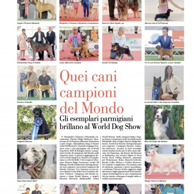 Gazzetta di Parma - Those World Champion Dogs