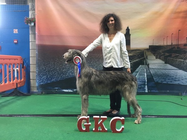 Gibraltar Dog Show  Spain - Nelliel du Second Souffle got BOB and become  Gibraltar  Champion
