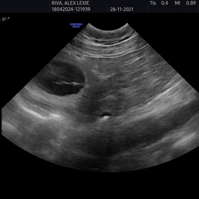 Heat and Gestation Monitoring in the Irish Wolfhound