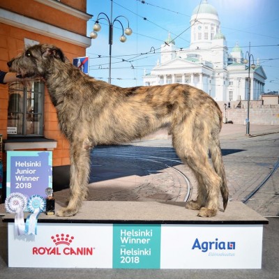 Helsinki Dog Show 2018 Dwars' Valley Pascal  and Pelton got BEST JUNIOR Helsinki Winner and Finnish Winner