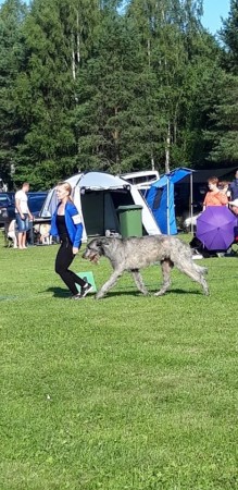 Hyvinkää all breeds Dog Show Finland  Dwars Valley Philip got  EXC1 CQ BM1 CAC BOS