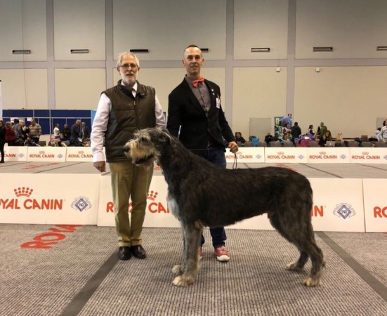 IDS Padova 2018 Sighthound Specialty - Will Scarlet got Best Of Breed