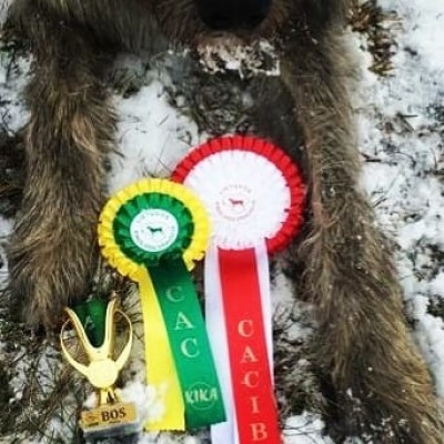 IDS Vilnius Cup 2019 Dwarfs Valley Pascal (17month old)  got CAC CACIB BOS