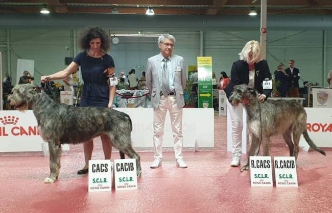 International Dog Show Béziers - France  29/06/19 Junior French Champion  Ottavia of Muma got 1st EXC CAC CACIB BOB  from Intermediate class