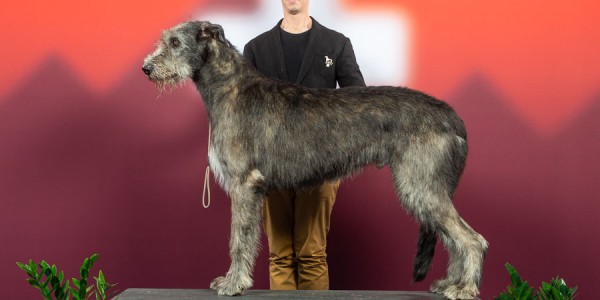 International Dog Show Geneva 2018  - II  Charles dei MAngialupi BOG 1st