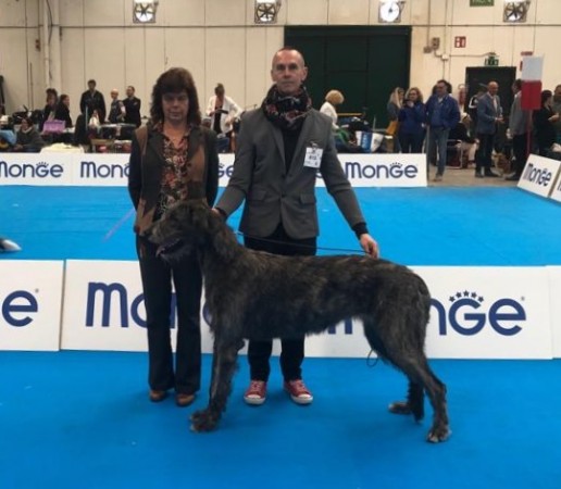 International Dog Show Gonzaga - Bianca di DonnaFrancesca - 13 months old on her 1st italian Dog Show got Exc and Best Junior