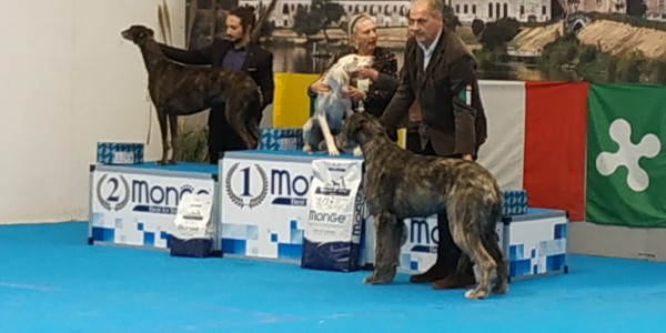 International Dog Show Gonzaga - Urania dei Mangialupi got CAC CACIB BOB  and GROUP 3rd