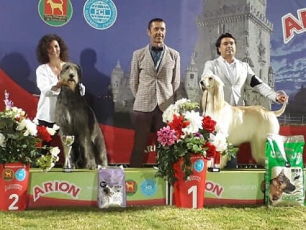 International Dog Show Lisbon - Portugal   July, 12 Noor of Muma got 1st Exc cac cacib bob bog2,Lisboa Winner, Cruft qualification